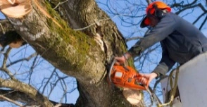 Hiring a Tree Removal Service